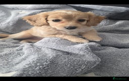 Cockapoo dogs for sale: BEAUTIFUL F1B COCKAPOO BABBIES  - Image 6