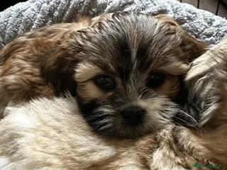 Lhasa Apso dogs KC Lhasa also Puppys - Advert 3