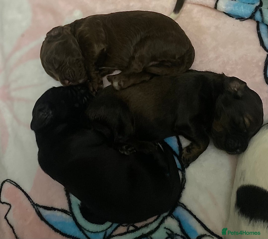 Sprocker dogs for sale: Beautiful Sprocker Puppies Ready 30th December - Advert 8