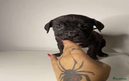 Cane Corso dogs for sale: Cane Corso Puppies  - Image 5