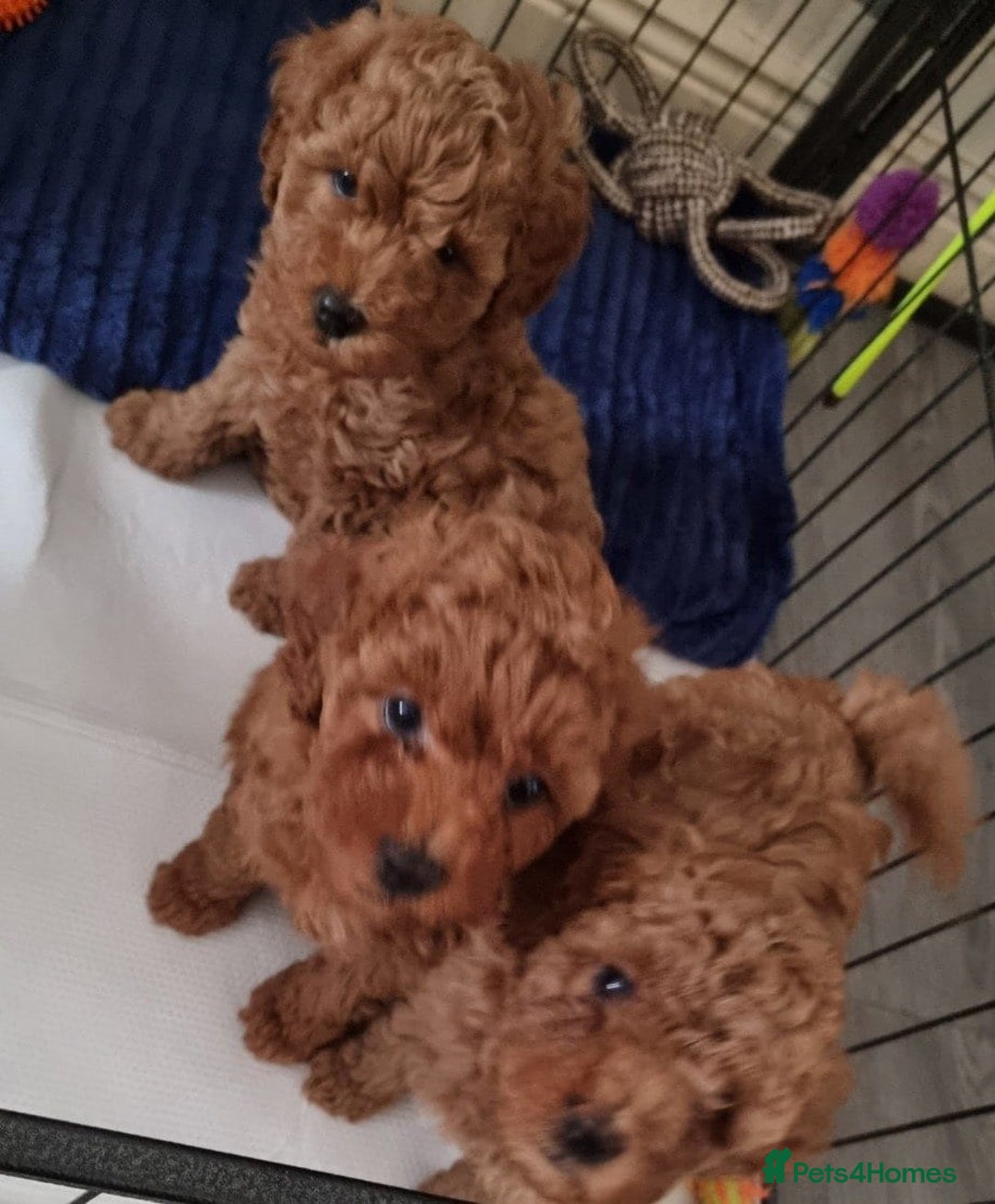Cavapoo dogs for sale: Extensively Health Tested Red Cavapoo Puppies - Image 4