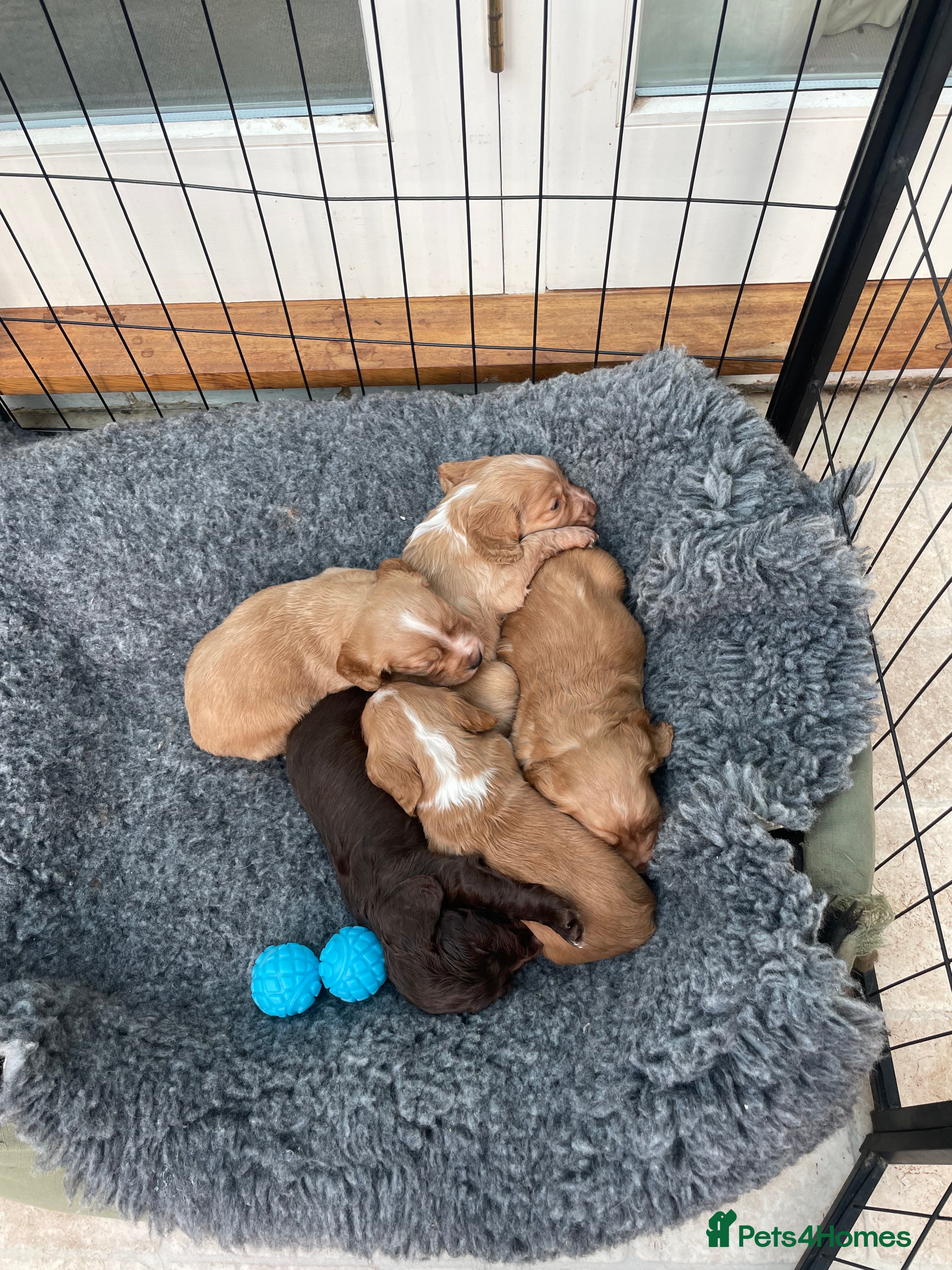 Cocker Spaniel dogs Working cocker spaniel pups  - Advert 12