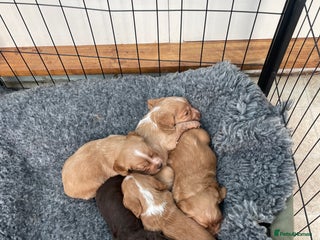 Cocker Spaniel dogs Working cocker spaniel pups - Advert 9