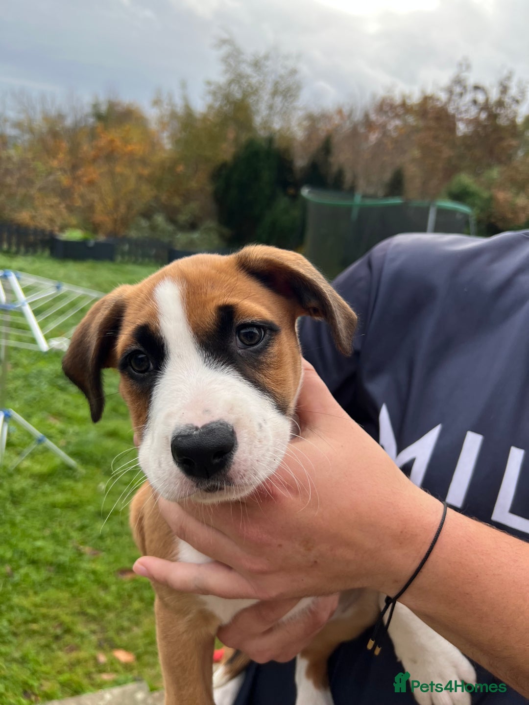 Mixed Breed dogs for sale: Staffy x Australian Kelpie  - Image 21