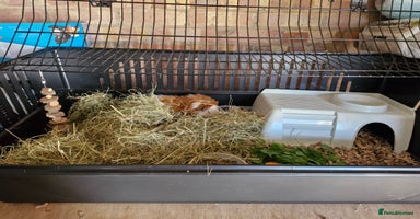 Guinea Pig rodents - Advert 1