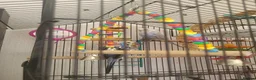 Budgerigars birds for sale: Budgies - Advert 5