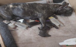 French Bulldog dogs for stud: Latte male proven stud in Harpenden - Image 17