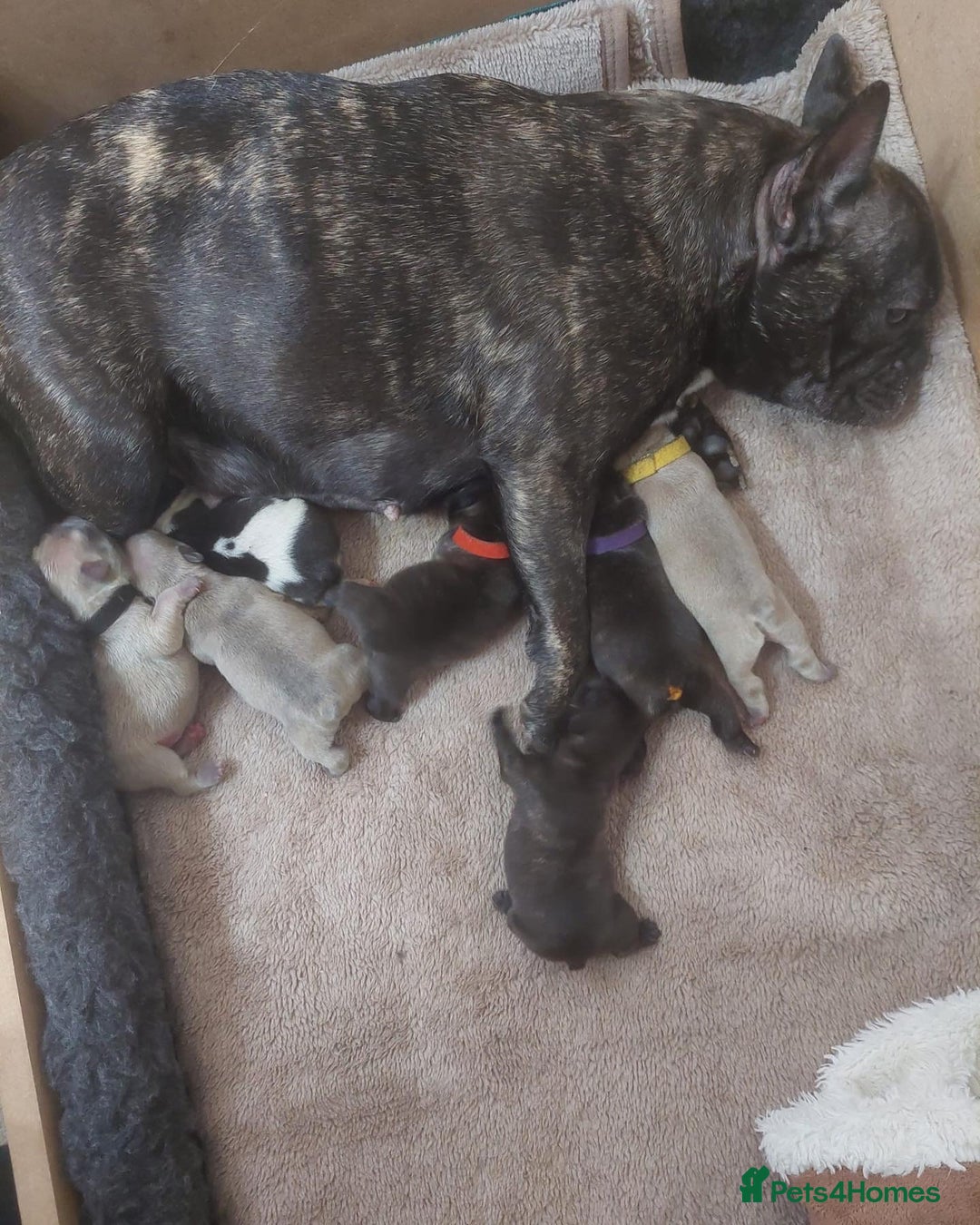 French Bulldog dogs for stud: Latte male proven stud in Harpenden - Image 17