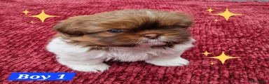 Shih Tzu 2