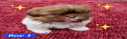 Shih Tzu dogs for sale: Shih tzu puppies looking for their forever home. in Leeds - Advert 7