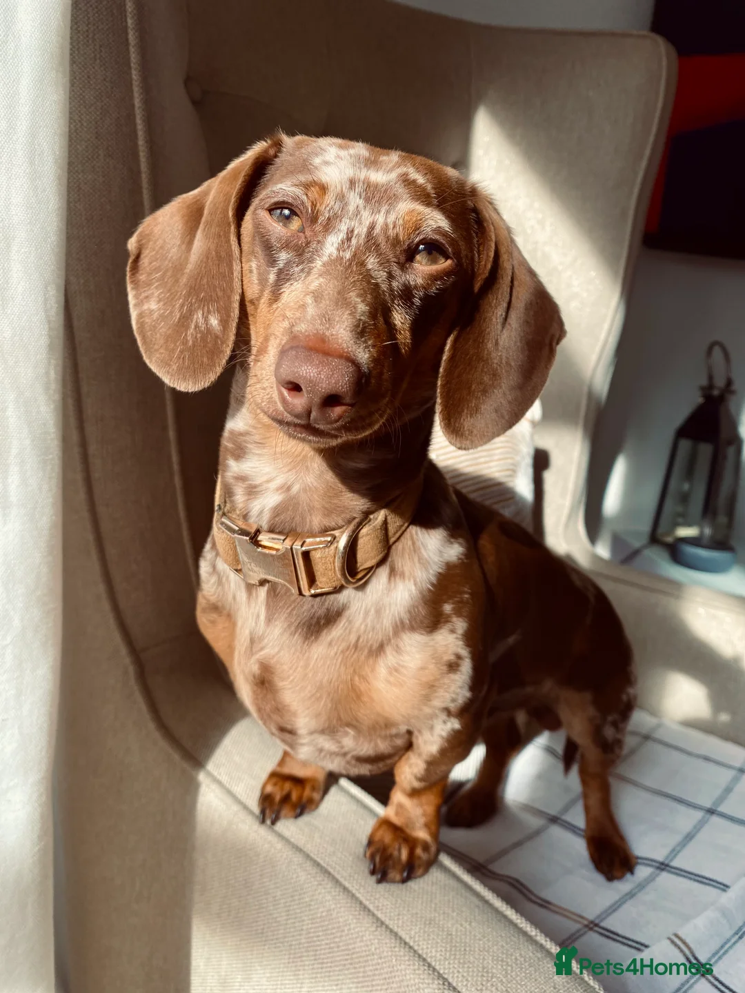 Miniature Dachshund dogs for stud: KC Reg MONDAY MAGIC Miniature Dachshund for Stud - Advert 4