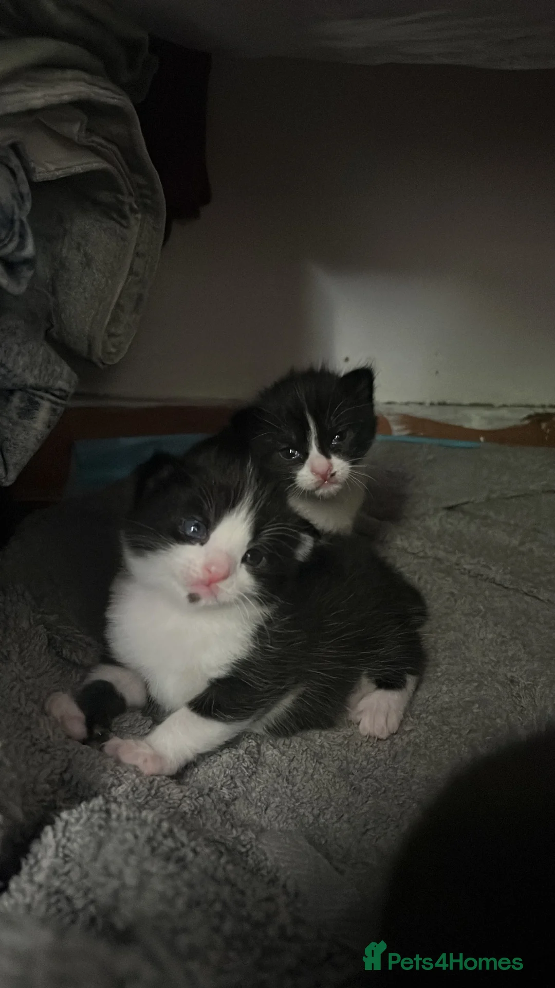 Mixed Breed cats for sale: 2 black and white kittens - Advert 2