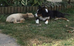 Mixed Breed dogs for sale: ⚫️ Well-natured, healthy Sprollies ⚪️ - Image 16