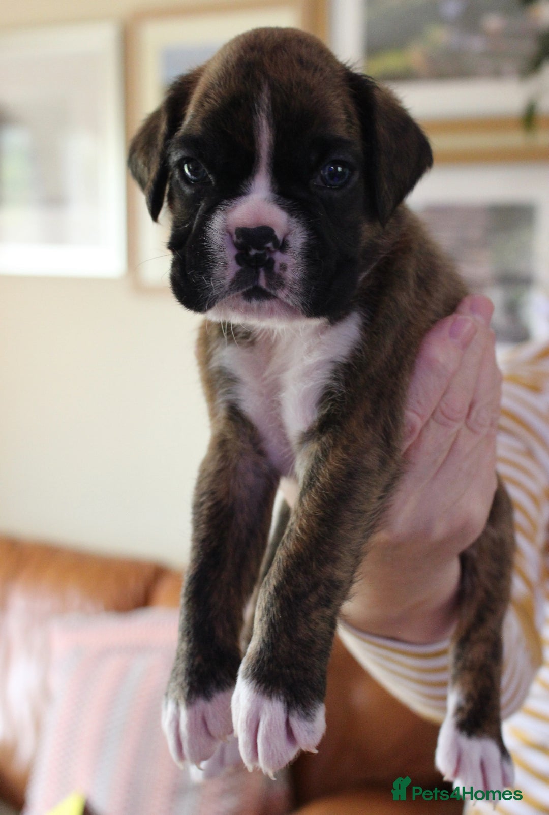 Boxer dogs for sale: KC Boxer Puppies for sale 4 Dogs 2 Bitches - Image 14