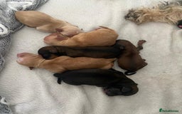 Toy Poodle dogs for stud: Proven red toy poodle For stud  ( Health tested )  in Rotherham - Image 23