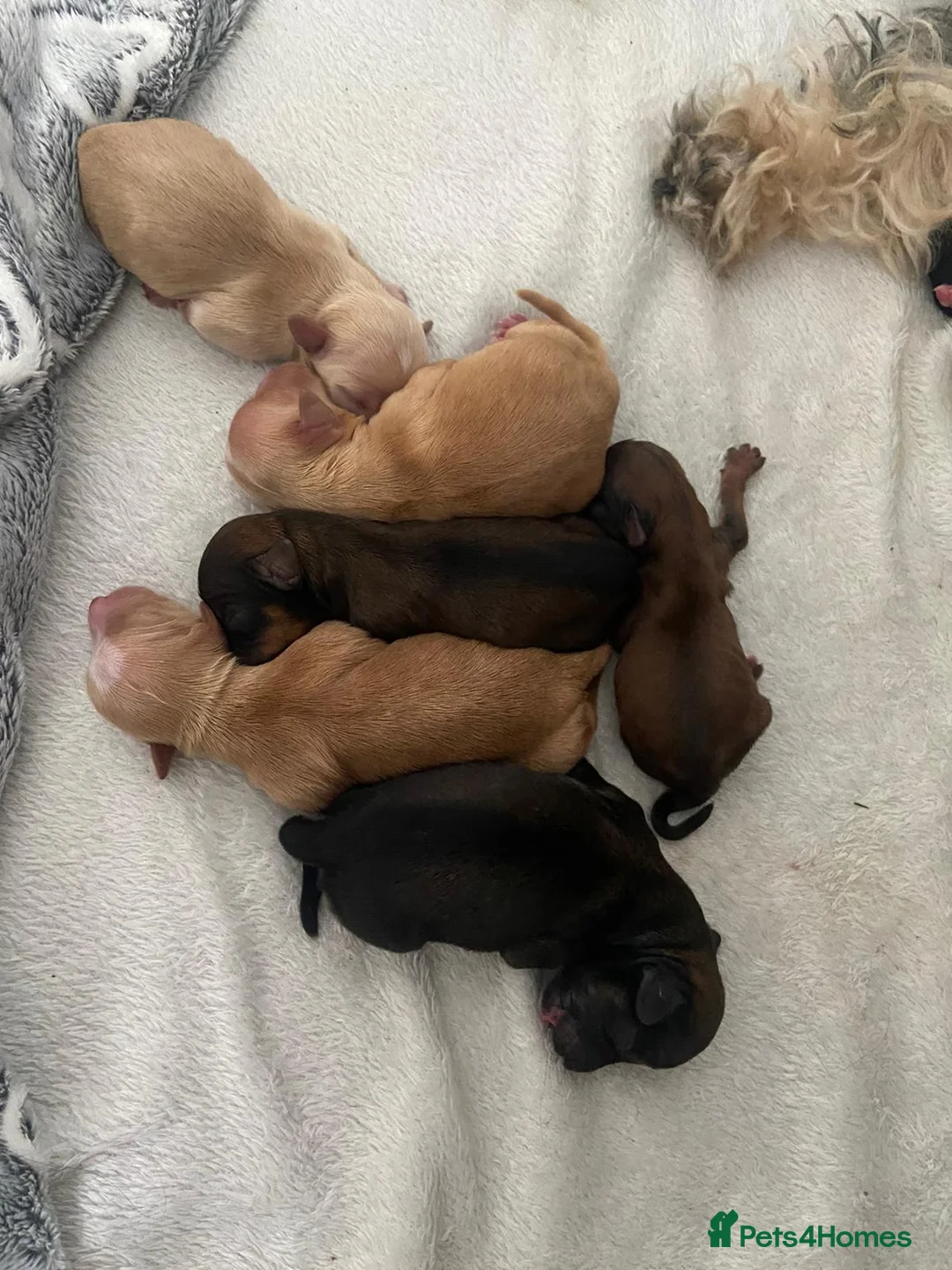 Toy Poodle dogs for stud: Proven red toy poodle For stud  ( Health tested )  in Rotherham - Advert 24