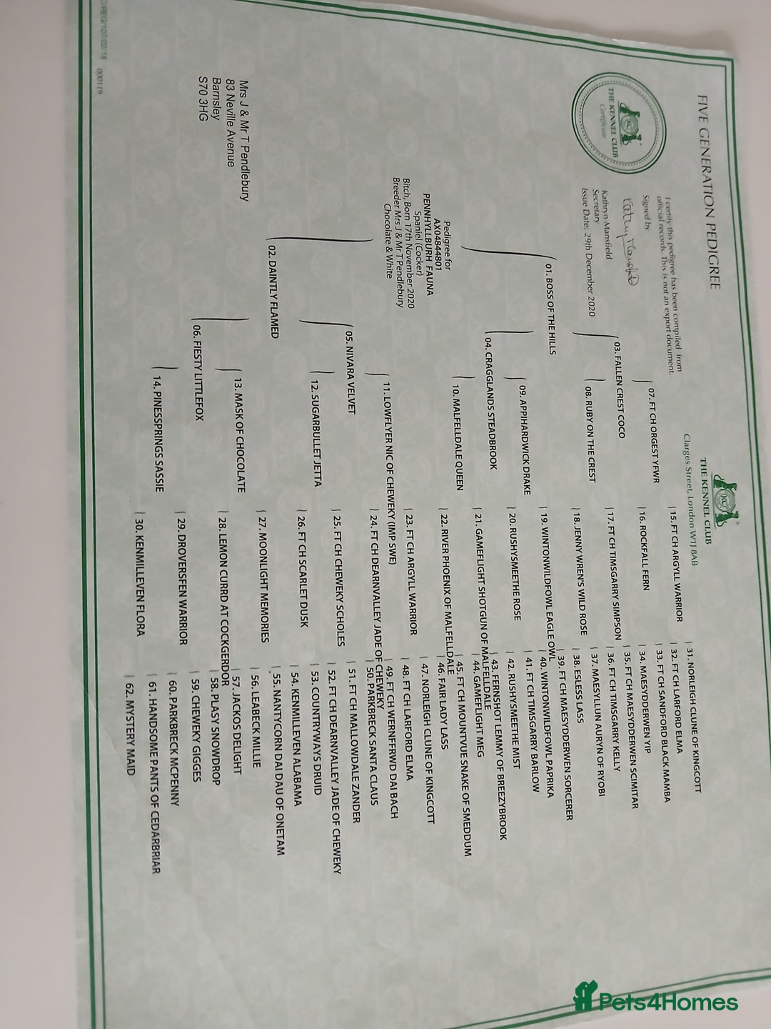 Cocker Spaniel dogs for sale: Cocker spaniel puppies - Advert 3