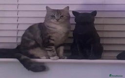 Mixed Breed cats for sale: Silver & brown British shorthair / bengal kittens  - Image 32