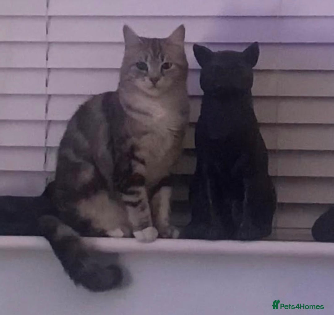 Mixed Breed cats for sale: Silver & brown British shorthair / bengal kittens  - Image 32