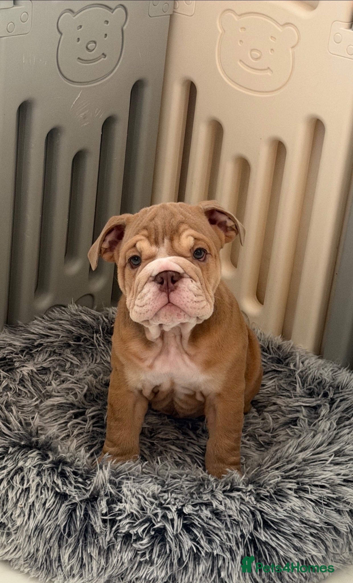 English Bulldog dogs English Bulldog Puppies  - Advert 5