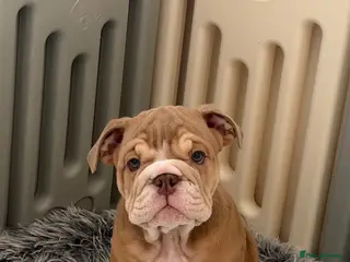 English Bulldog dogs English Bulldog Puppies - Advert 5