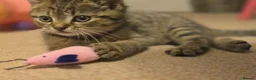 British Shorthair cats for sale: Millie tabby British shorthair  - Advert 5