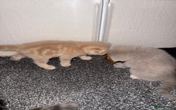 Scottish Fold cats for sale: 3 Adorable Scottish Fold Kittens🩷💙🩷 - Image 11