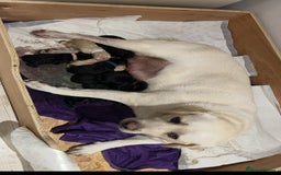 Labrador Retriever dogs for stud: Chocolate Labrador For Stud in Burnley - Image 13