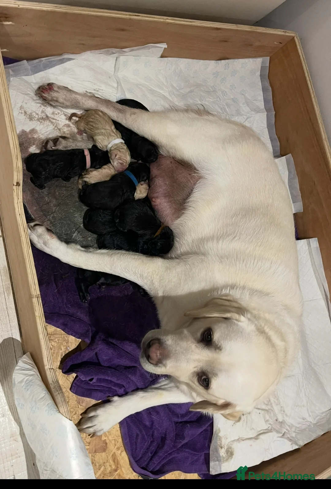 Labrador Retriever dogs for stud: Chocolate Labrador For Stud in Burnley - Advert 13