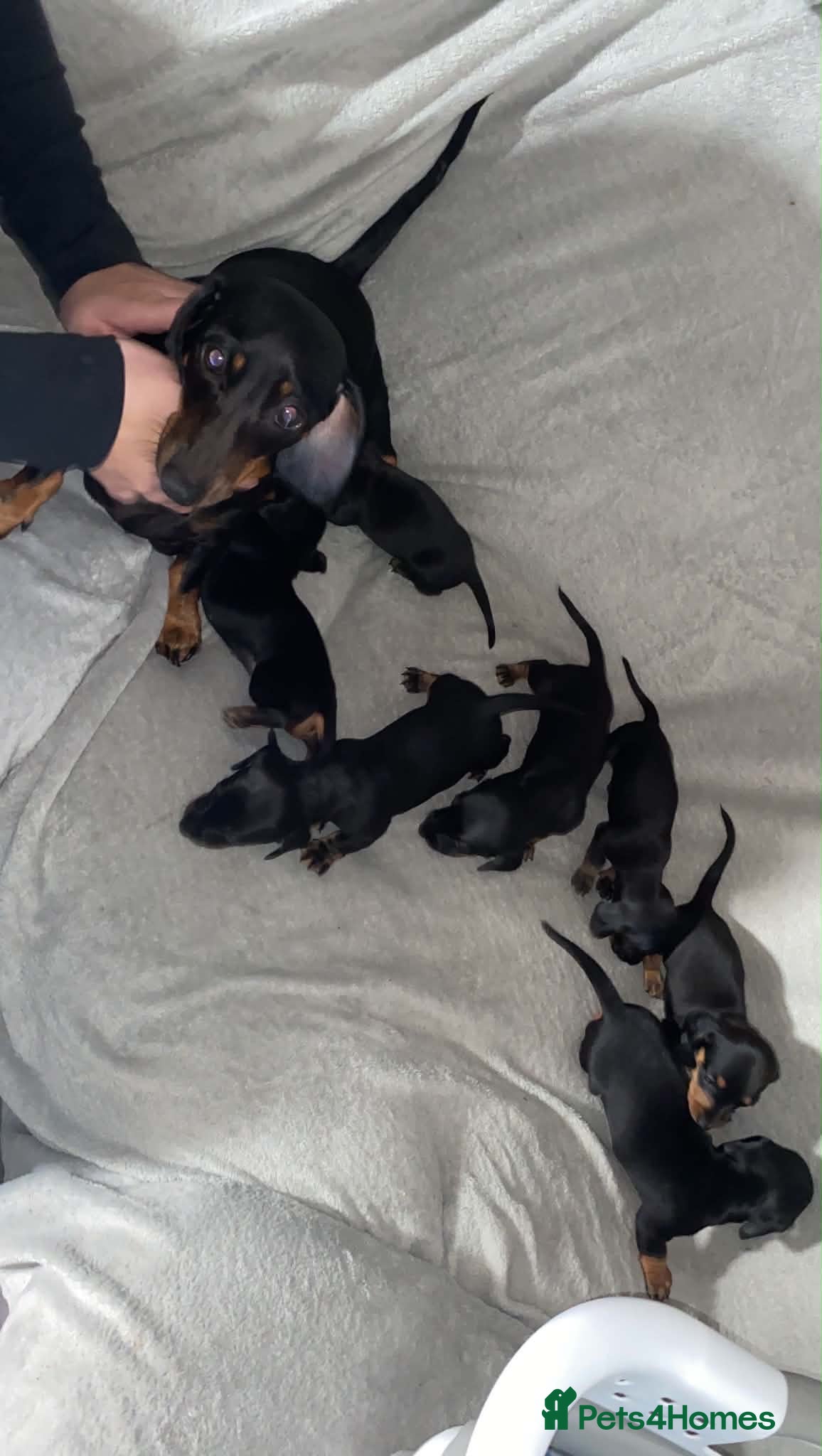 Miniature Dachshund dogs Miniature dachshund puppies  - Advert 11