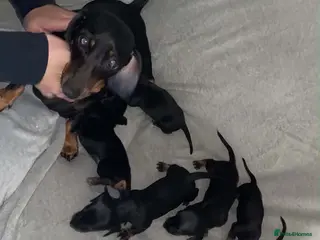 Miniature Dachshund dogs Miniature dachshund puppies - Advert 1