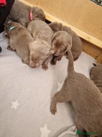 Labrador Retriever dogs - Advert 3