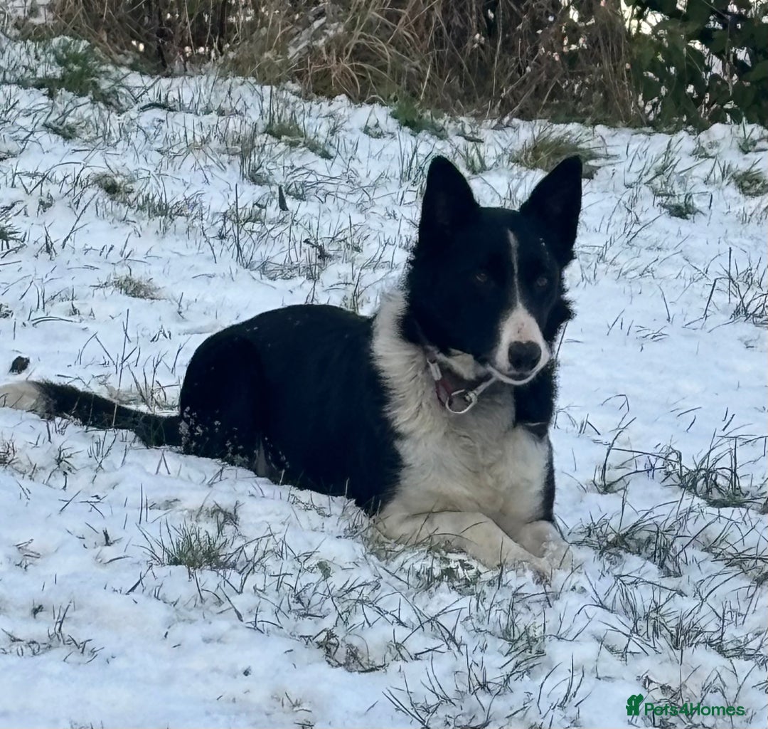Border Collie dogs for sale: Collie puppies  - Advert 4