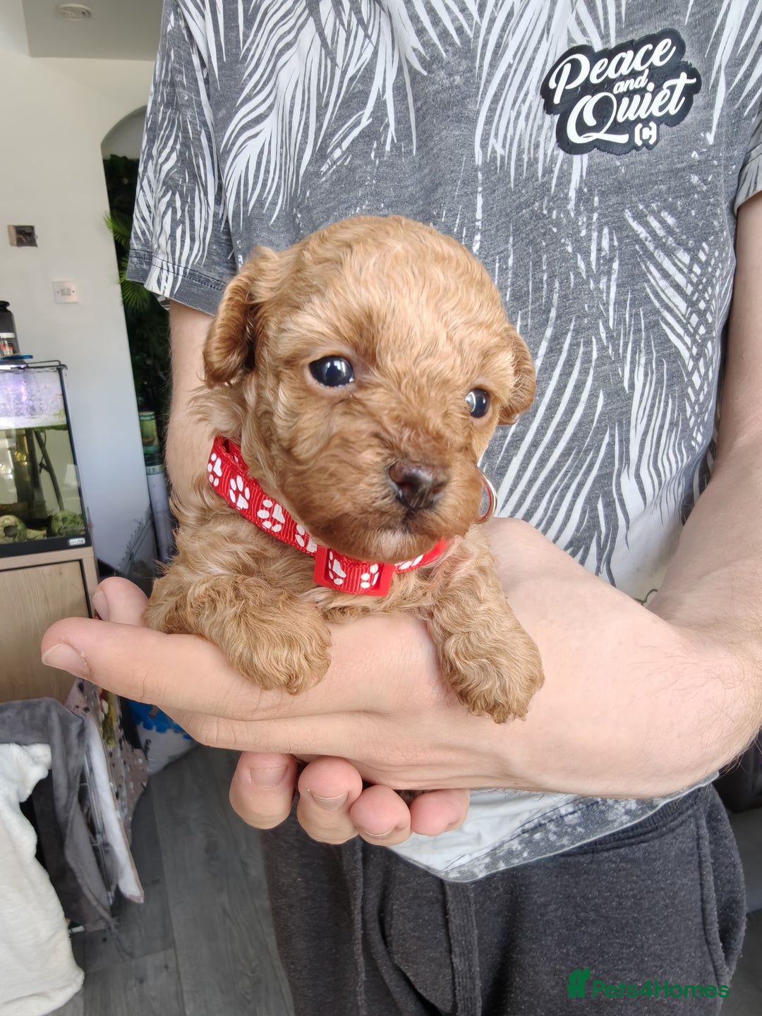 Maltipoo dogs for sale: F1B Toy Maltipoo  - Image 25