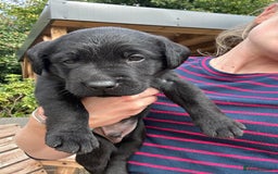Mixed Breed dogs for sale: Gorgeous Lab x Collie puppies - Image 11