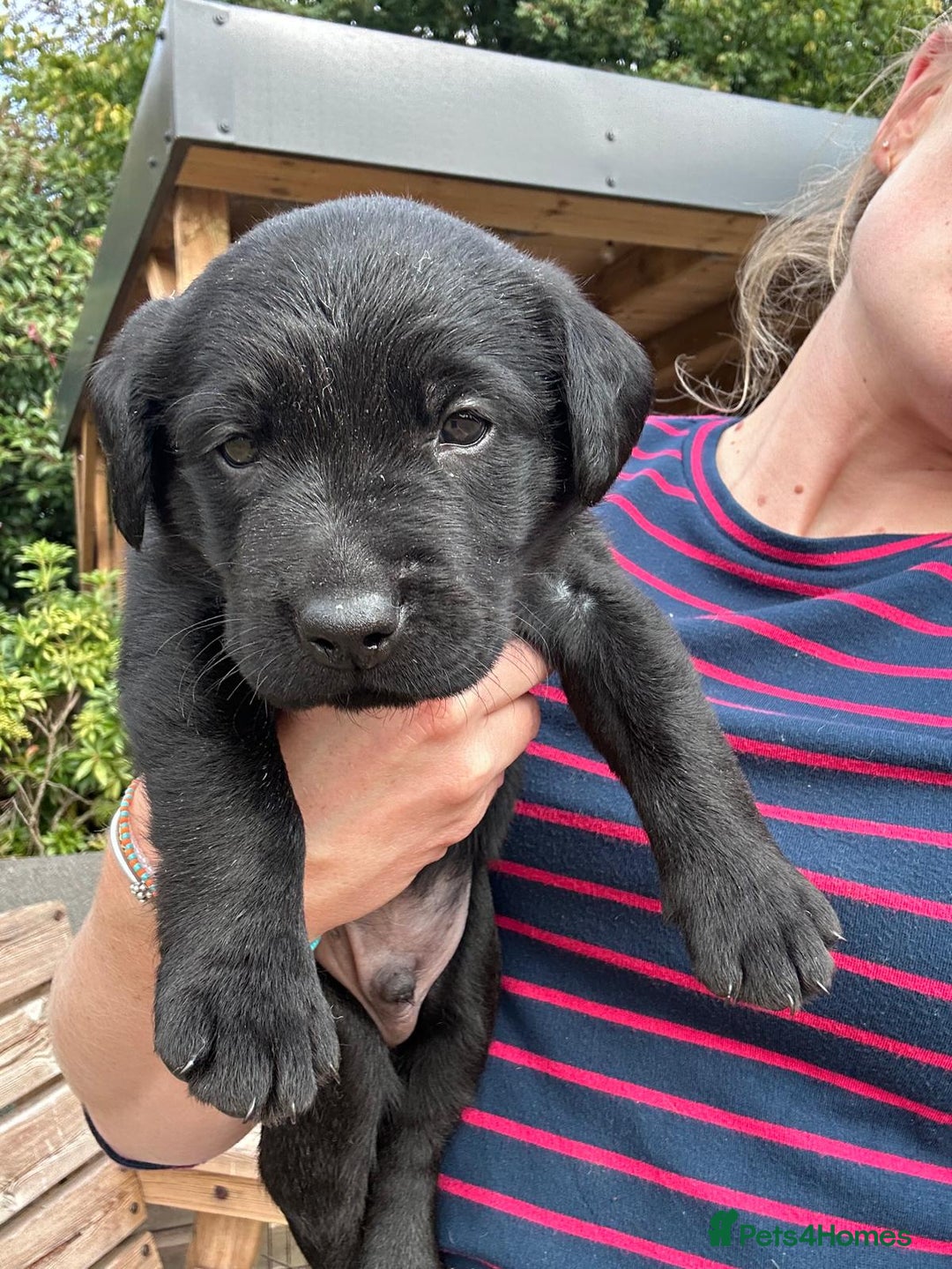 Mixed Breed dogs for sale: Gorgeous Lab x Collie puppies - Image 11