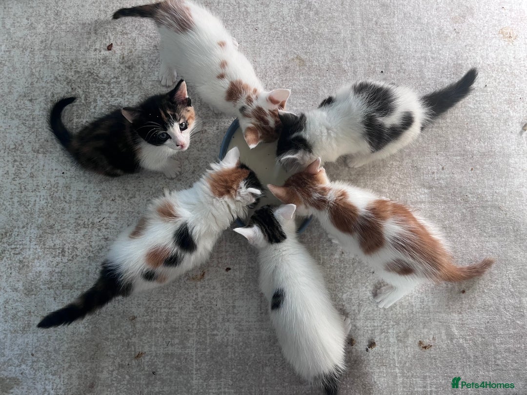 Mixed Breed cats for sale: Mixed calico litter  - Image 2