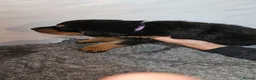 Rottweiler dogs for sale: Gorgeous rottweiler pups - Advert 9