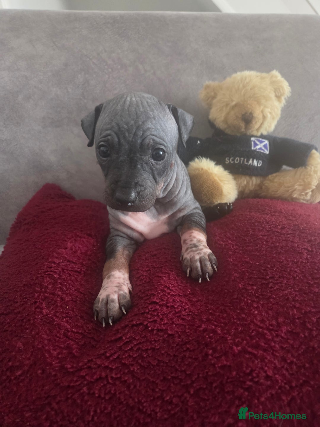 Mexican Hairless dogs for sale: American hairless terrier - Advert 17