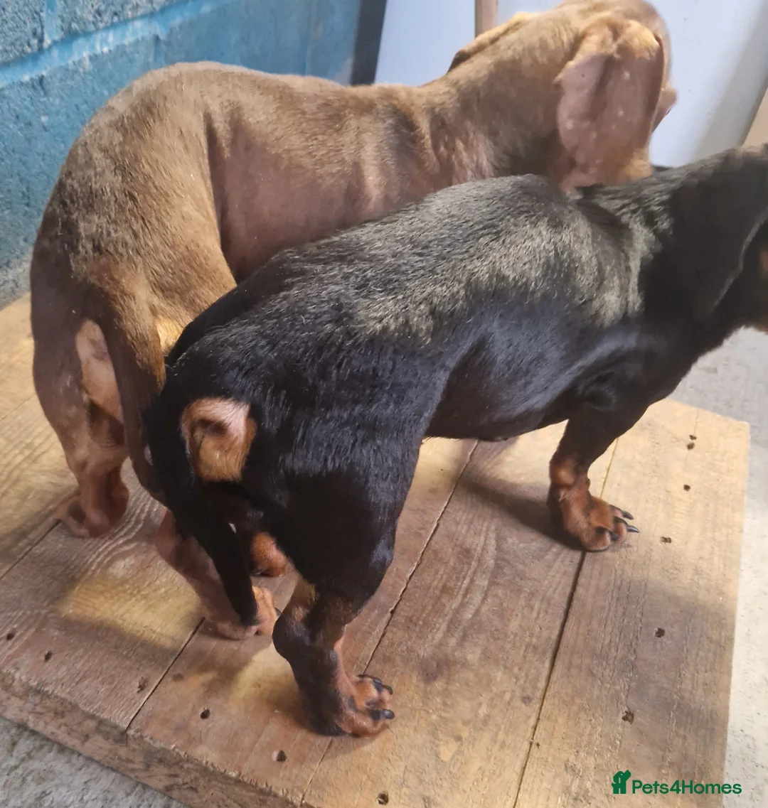 Miniature Dachshund dogs for stud: GLYNFELIN JACK MASTER FUNK miniature dachshund in Swansea - Advert 8