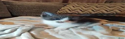 Mixed Breed cats for sale: 3 kittens  in Glasgow - Advert 4