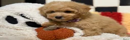 Poochon dogs for sale: Stunning litter of poochons ready now - Advert 6