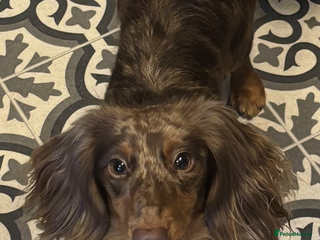 Miniature Dachshund dogs Long Haired Chocolate & Tan Dapple Mini Dachshund - Advert 20