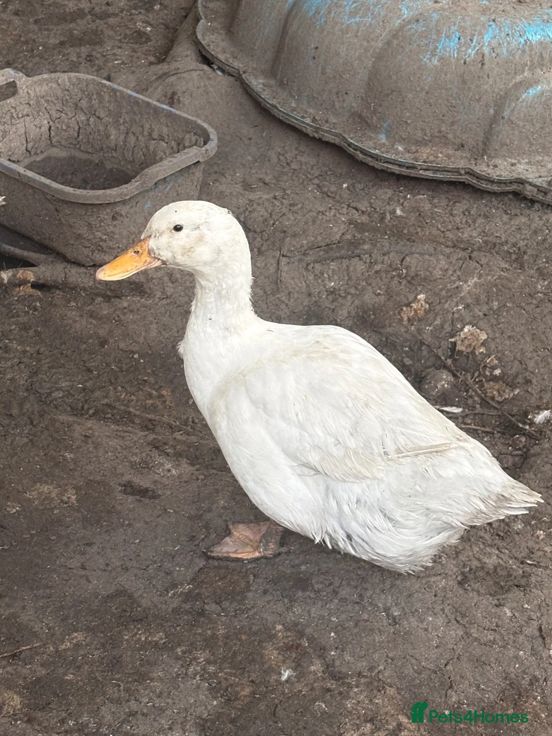 Ducks poultry for sale: Cherry valley duck trios - Advert 2