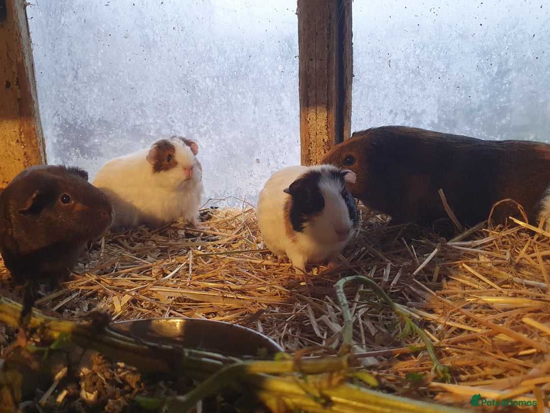 Guinea Pig rodents for sale: Guinea pigs  - Advert 7