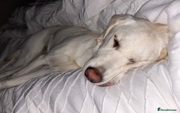 Labrador Retriever dogs for sale: Our beautiful Maggie is having babies 🐾 - Image 4