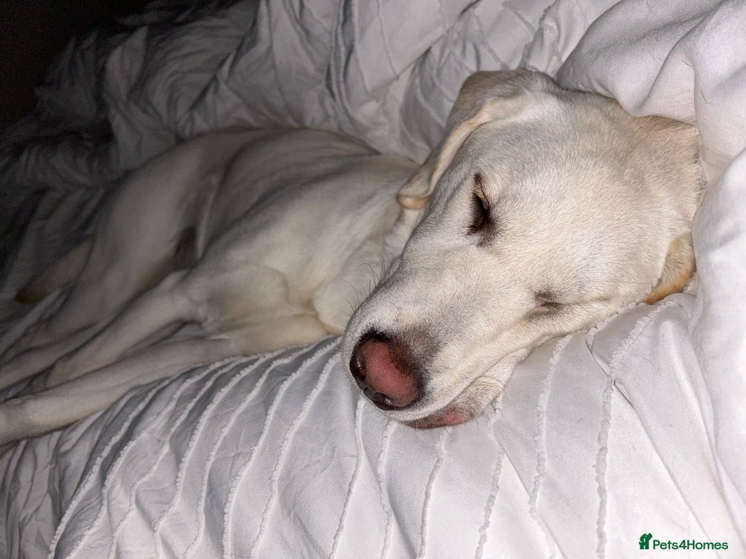 Labrador Retriever dogs for sale: Our beautiful Maggie is having babies 🐾 - Image 4