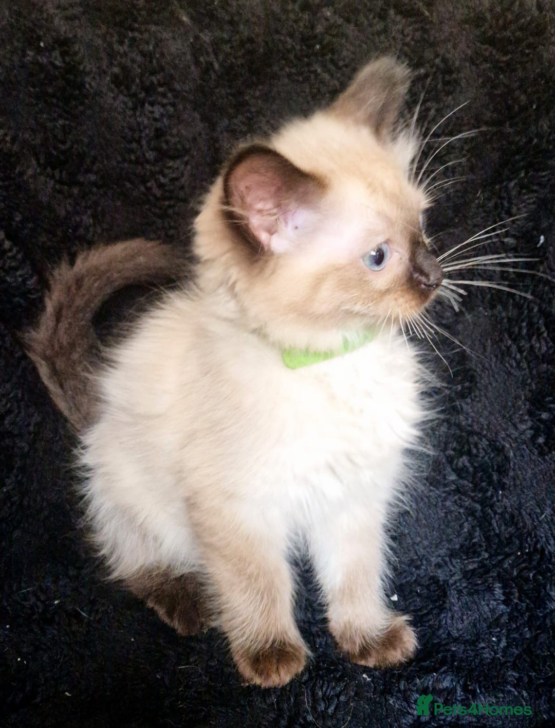 Ragdoll cats for sale: 1 LOVING RAGDOLL BOY is WAITING FOR LOVING HOME - Image 14