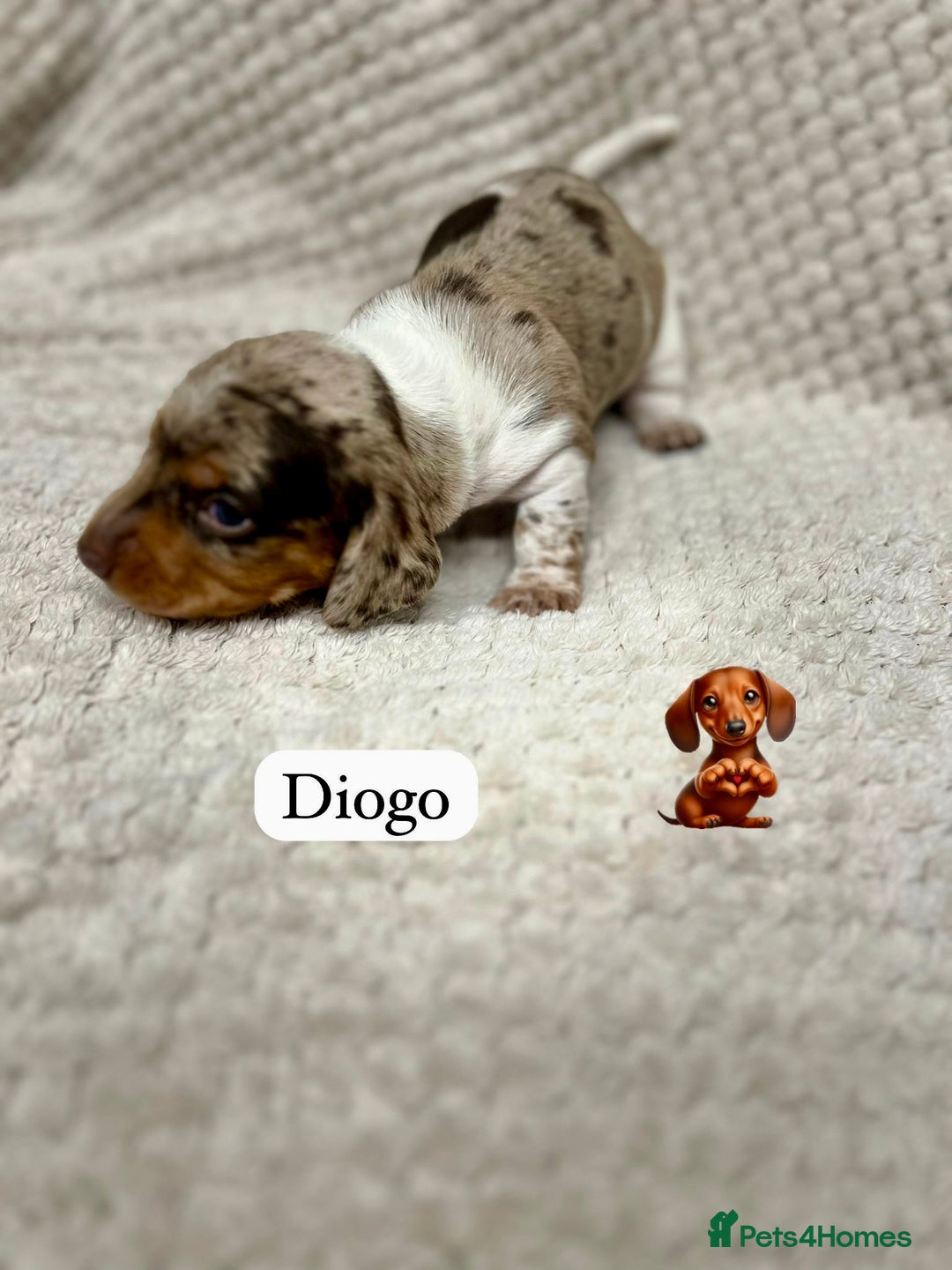 Miniature Dachshund dogs for sale: EXCEPTIONAL QUALITY MINIATURE DACHSHUND PUPPIES.  - Advert 14