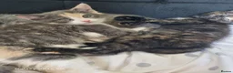 British Longhair cats for sale: Kittens for sale - Advert 4